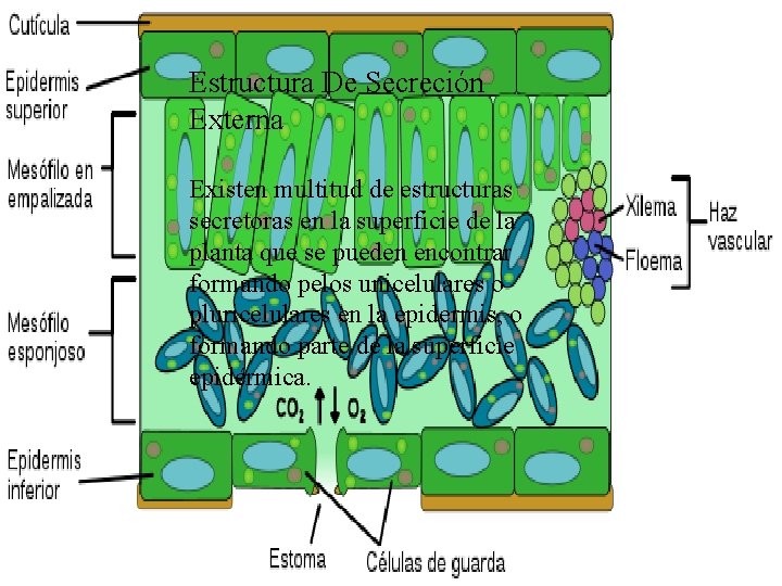 Estructura De Secreción Externa Existen multitud de estructuras secretoras en la superficie de la