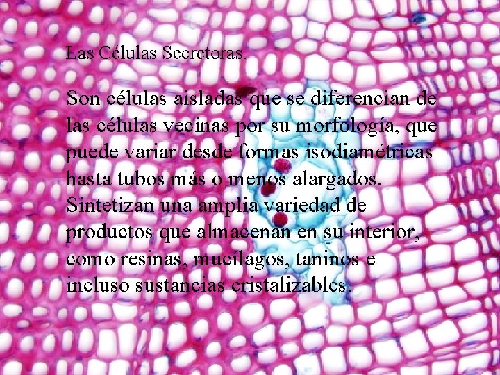 Las Células Secretoras. Son células aisladas que se diferencian de las células vecinas por