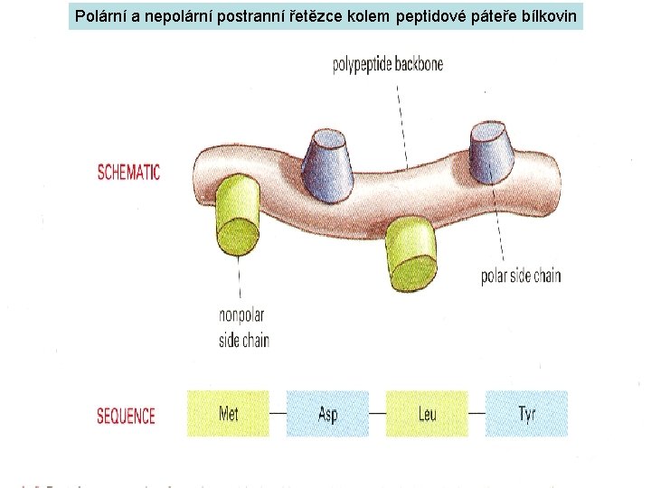 Polární a nepolární postranní řetězce kolem peptidové páteře bílkovin 