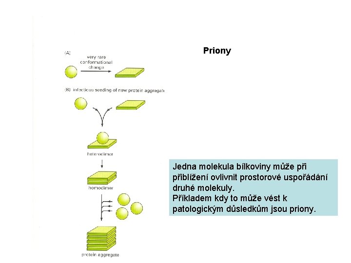 Priony Jedna molekula bílkoviny může přiblížení ovlivnit prostorové uspořádání druhé molekuly. Příkladem kdy to