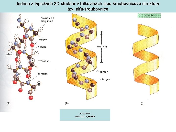 Jednou z typických 3 D struktur v bílkovinách jsou šroubovnicové struktury: tzv. alfa-šroubovnice Alfa.