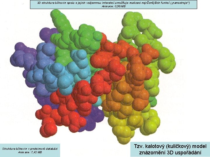 3 D struktura bílkovin spolu s jejich vzájemnou interakcí umožňuje realizaci nejrůznějších funkcí („nanostroje“)