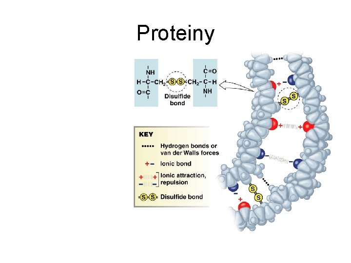 Proteiny 