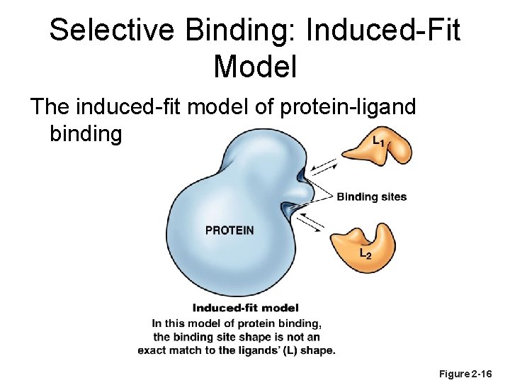 Selective Binding: Induced-Fit Model The induced-fit model of protein-ligand binding Figure 2 -16 