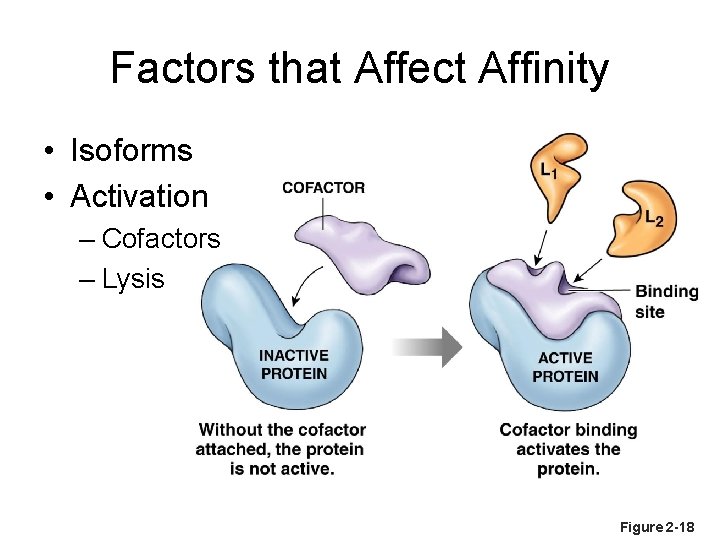 Factors that Affect Affinity • Isoforms • Activation – Cofactors – Lysis Figure 2