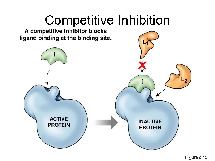 Competitive Inhibition Figure 2 -19 