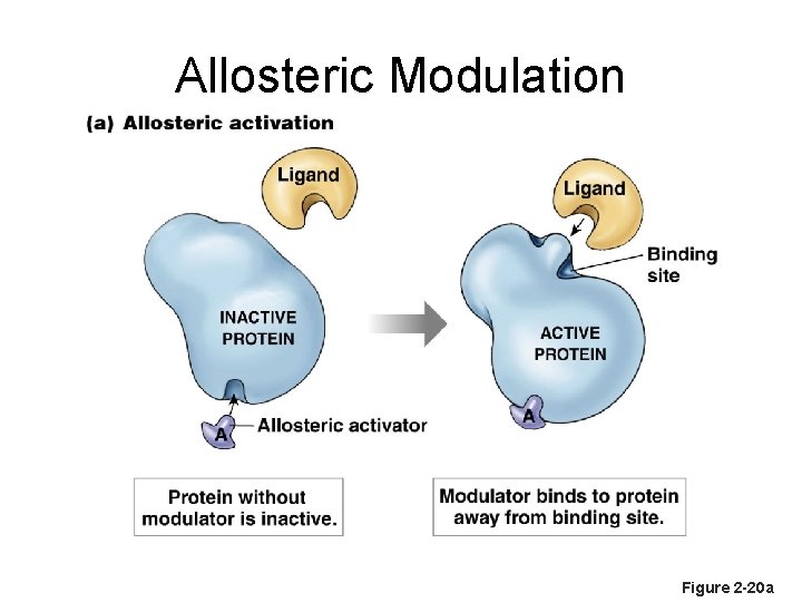 Allosteric Modulation Figure 2 -20 a 