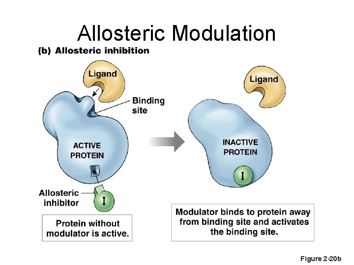 Allosteric Modulation Figure 2 -20 b 