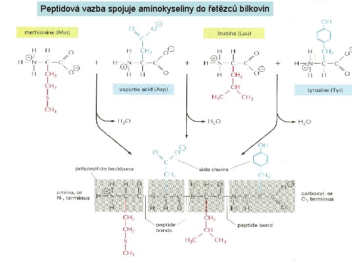 Peptidová vazba spojuje aminokyseliny do řetězců bílkovin 