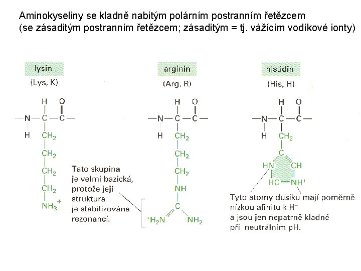 Aminokyseliny se kladně nabitým polárním postranním řetězcem (se zásaditým postranním řetězcem; zásaditým = tj.