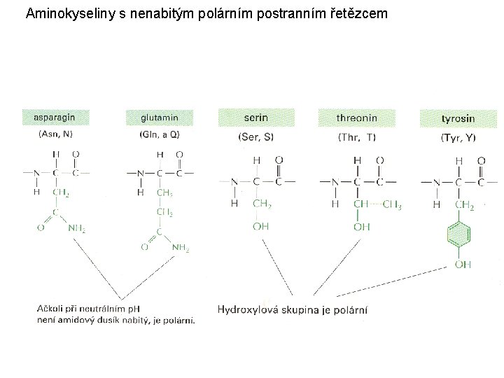 Aminokyseliny s nenabitým polárním postranním řetězcem 