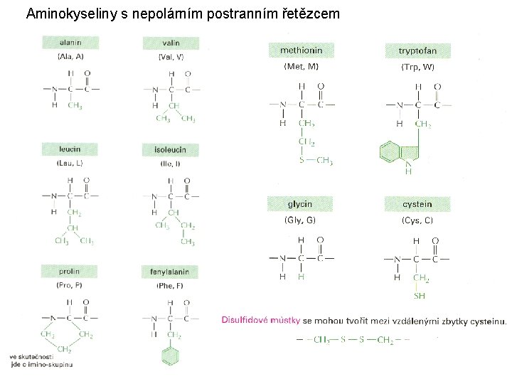 Aminokyseliny s nepolárním postranním řetězcem 