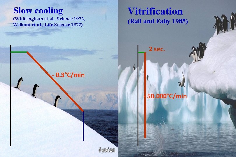 Slow cooling (Whittingham et al. , Science 1972, Willmut et al. , Life Science