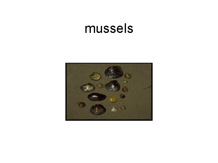 mussels mussels