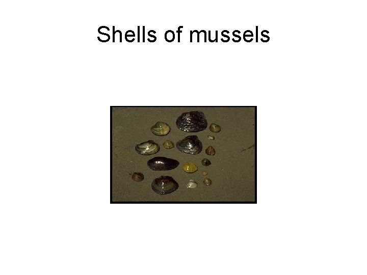 Shells of mussels Shells of mussels