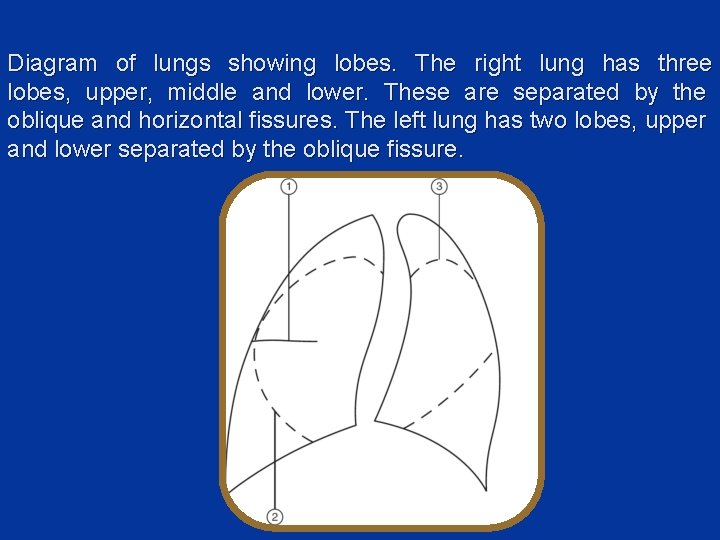 Diagram of lungs showing lobes. The right lung has three lobes, upper, middle and