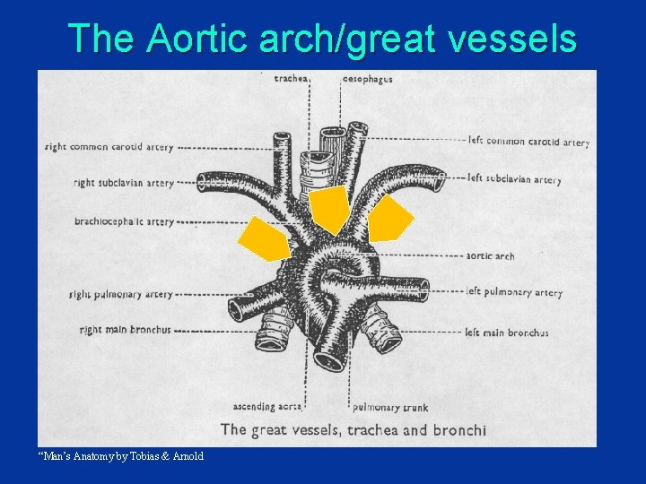 The Aortic arch/great vessels “Man’s Anatomy by Tobias & Arnold 