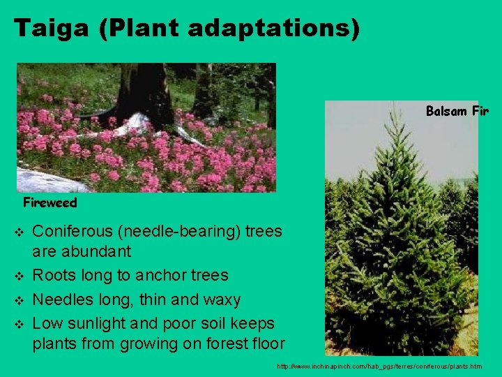 Taiga (Plant adaptations) Balsam Fireweed v v Coniferous (needle-bearing) trees are abundant Roots long