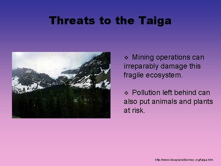 Threats to the Taiga Mining operations can irreparably damage this fragile ecosystem. v Pollution