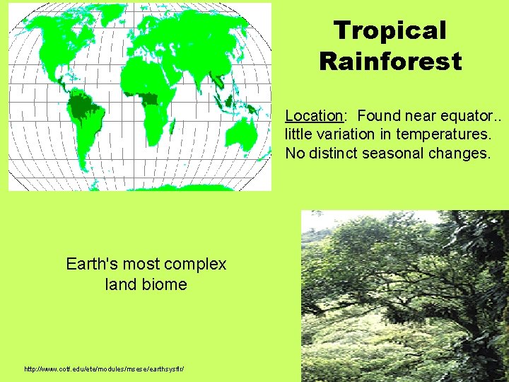 Tropical Rainforest Location: Found near equator. . little variation in temperatures. No distinct seasonal