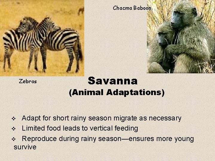 Chacma Baboon Zebras Savanna (Animal Adaptations) Adapt for short rainy season migrate as necessary