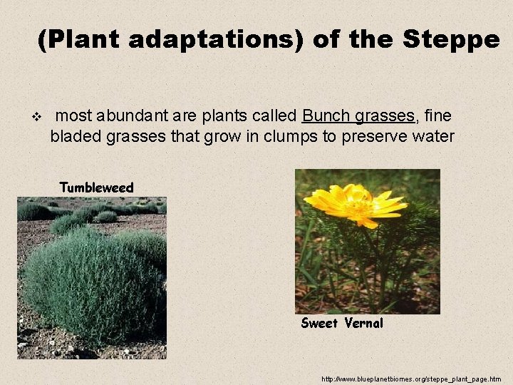 (Plant adaptations) of the Steppe v most abundant are plants called Bunch grasses, fine