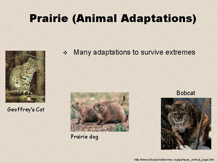 Prairie (Animal Adaptations) v Many adaptations to survive extremes Bobcat Geoffrey’s Cat Prairie dog