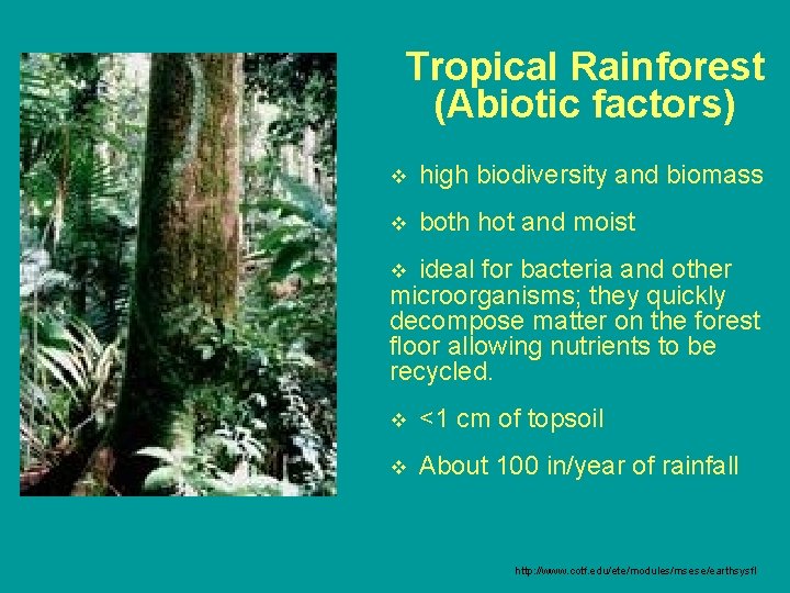 Tropical Rainforest (Abiotic factors) v high biodiversity and biomass v both hot and moist