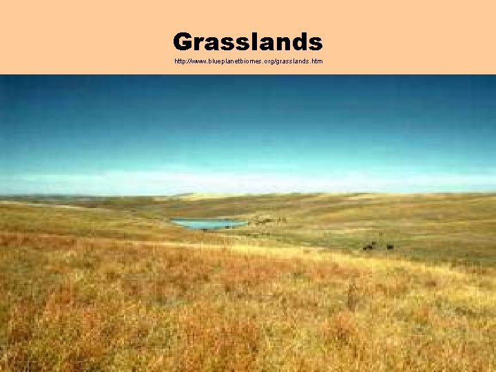 Grasslands http: //www. blueplanetbiomes. org/grasslands. htm 