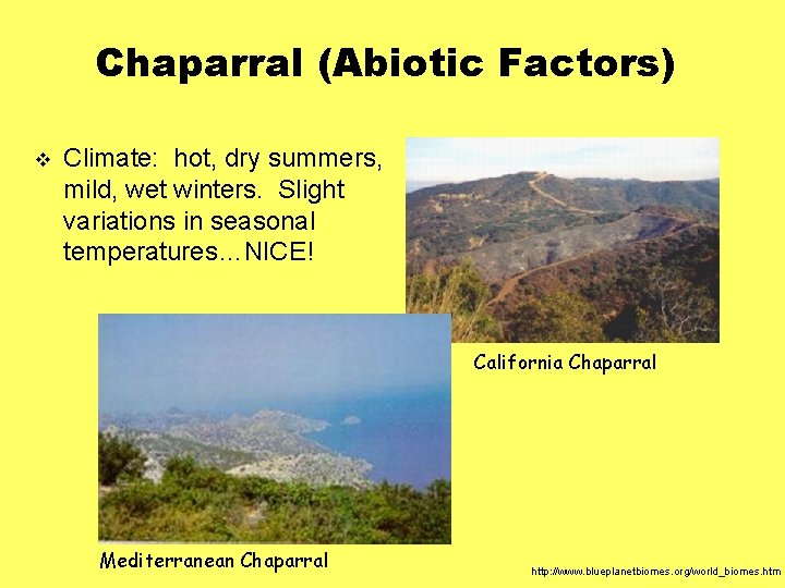 Chaparral (Abiotic Factors) v Climate: hot, dry summers, mild, wet winters. Slight variations in