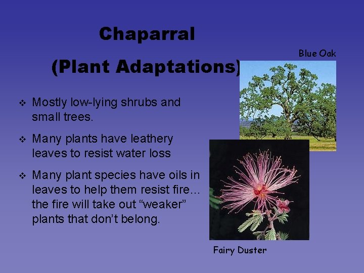 Chaparral (Plant Adaptations) v Mostly low-lying shrubs and small trees. v Many plants have