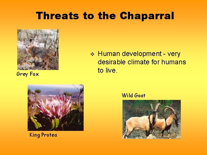 Threats to the Chaparral v Grey Fox Human development - very desirable climate for