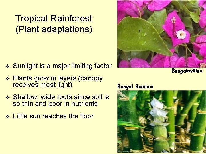 Tropical Rainforest (Plant adaptations) v Sunlight is a major limiting factor v Plants grow