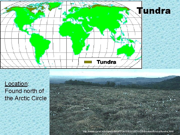 Tundra Location: Found north of the Arctic Circle http: //www. runet. edu/~swoodwar/CLASSES/GEOG 235/biomes/tundra. html
