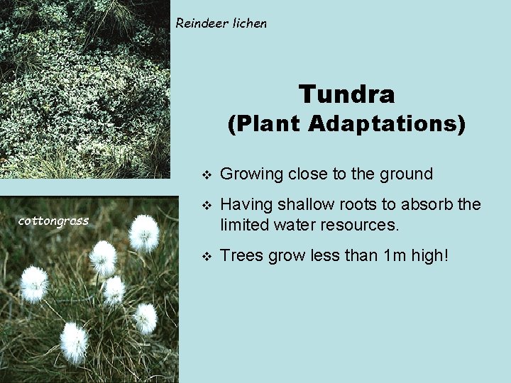Reindeer lichen Tundra (Plant Adaptations) cottongrass v Growing close to the ground v Having