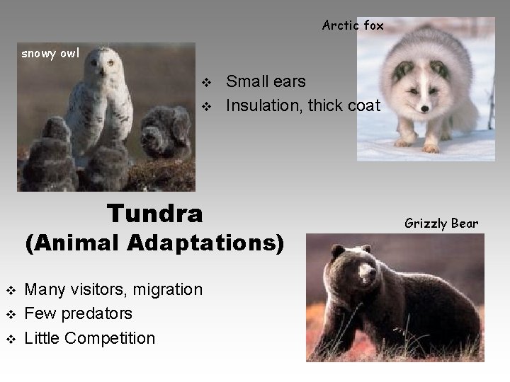 Arctic fox snowy owl v v Tundra Small ears Insulation, thick coat (Animal Adaptations)