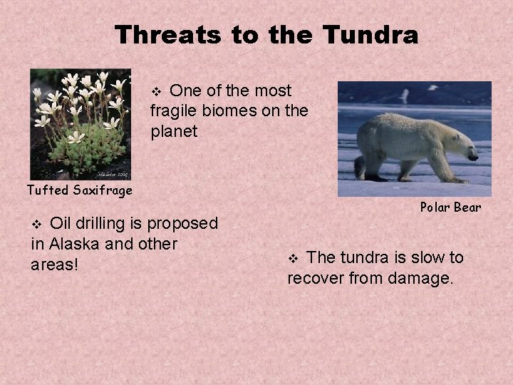 Threats to the Tundra One of the most fragile biomes on the planet v
