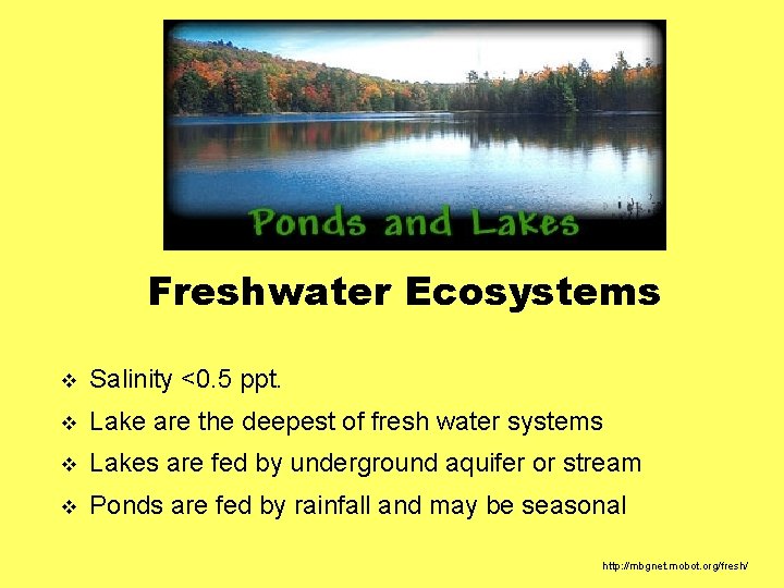 Freshwater Ecosystems v Salinity <0. 5 ppt. v Lake are the deepest of fresh