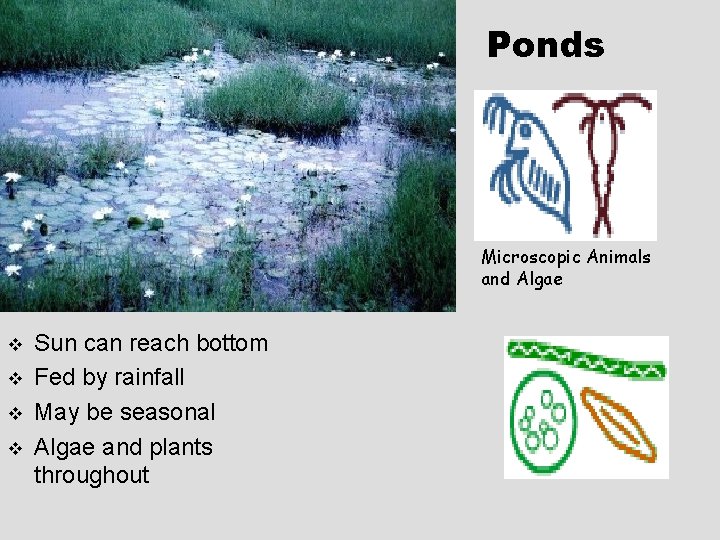 Ponds Microscopic Animals and Algae v v Sun can reach bottom Fed by rainfall