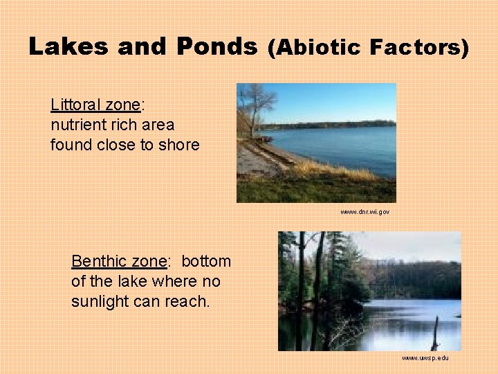 Lakes and Ponds (Abiotic Factors) Littoral zone: nutrient rich area found close to shore