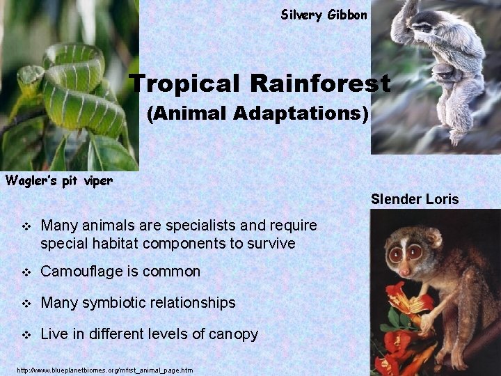 Silvery Gibbon Tropical Rainforest (Animal Adaptations) Wagler’s pit viper Slender Loris v Many animals