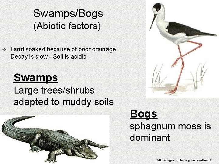 Swamps/Bogs (Abiotic factors) v Land soaked because of poor drainage Decay is slow -