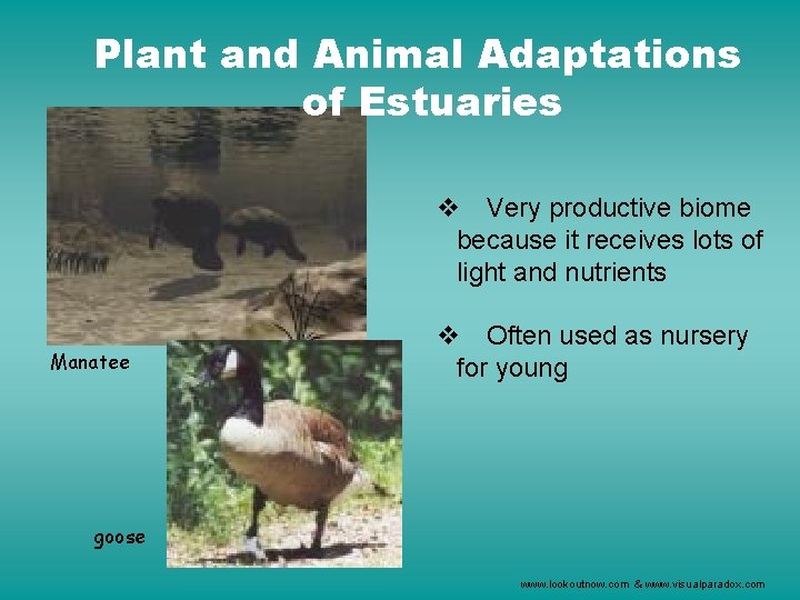 Plant and Animal Adaptations of Estuaries v Very productive biome because it receives lots