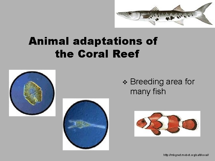 Animal adaptations of the Coral Reef v Breeding area for many fish http: //mbgnet.
