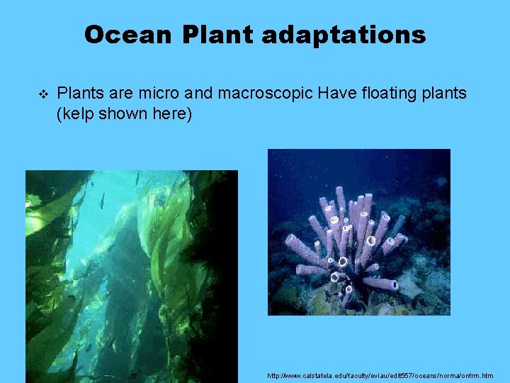 Ocean Plant adaptations v Plants are micro and macroscopic Have floating plants (kelp shown