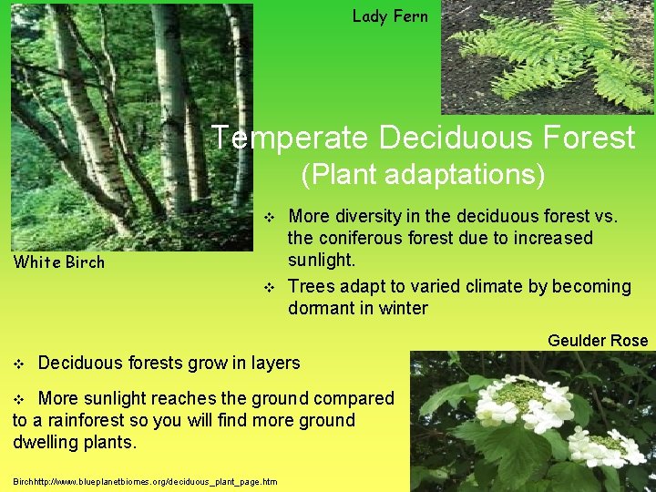 Lady Fern Temperate Deciduous Forest (Plant adaptations) v White Birch v More diversity in