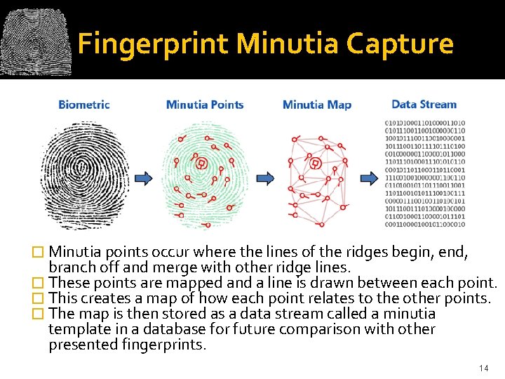 Fingerprint Minutia Capture � Minutia points occur where the lines of the ridges begin,