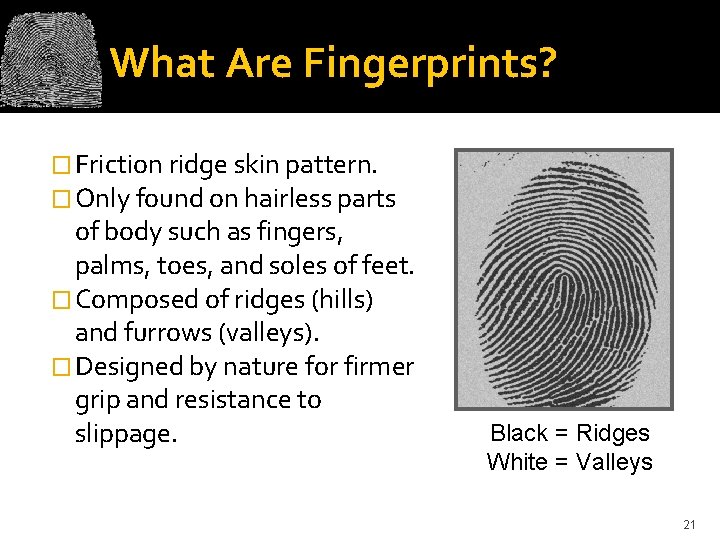 What Are Fingerprints? � Friction ridge skin pattern. � Only found on hairless parts