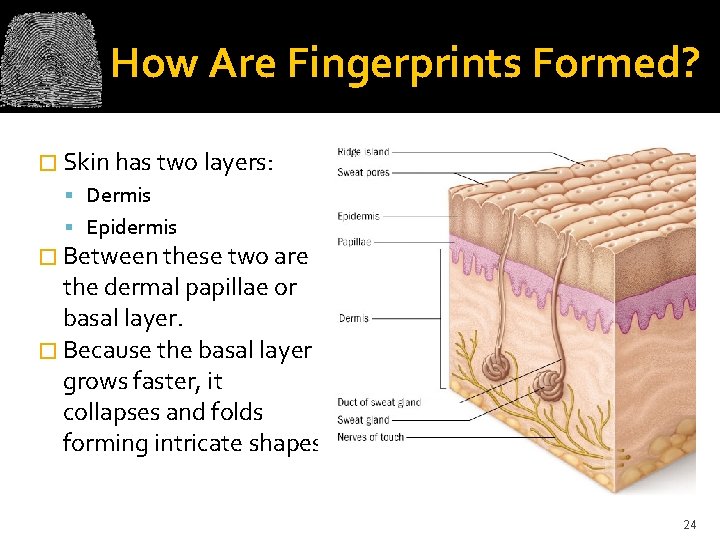 How Are Fingerprints Formed? � Skin has two layers: Dermis Epidermis � Between these