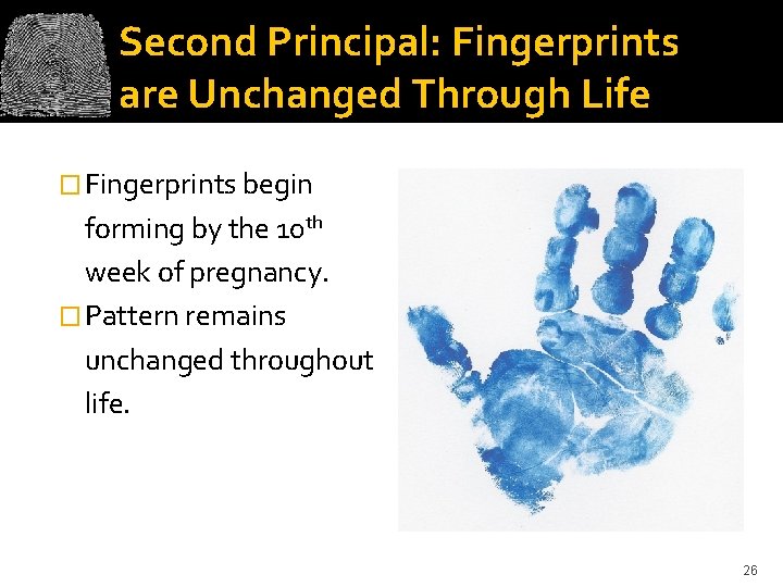 Second Principal: Fingerprints are Unchanged Through Life � Fingerprints begin forming by the 10